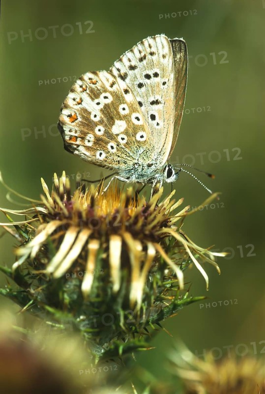 Common blue butterfly