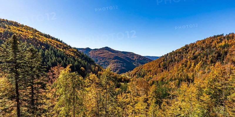 Mixed forest in the Upper Black Forest in autumn