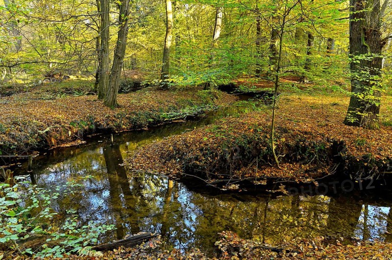Meandering Rotbach in the autumnal Hiesfeld Forest