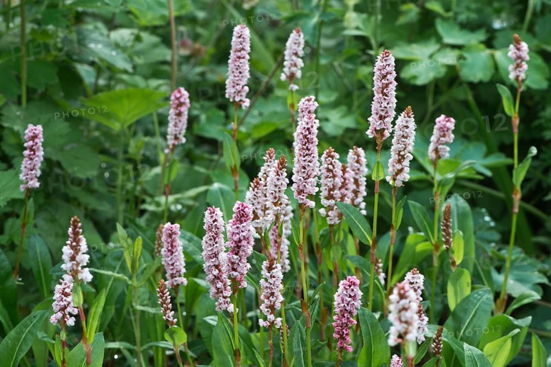 Snail's knotweed