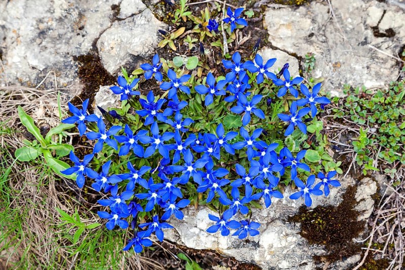 Spring gentian