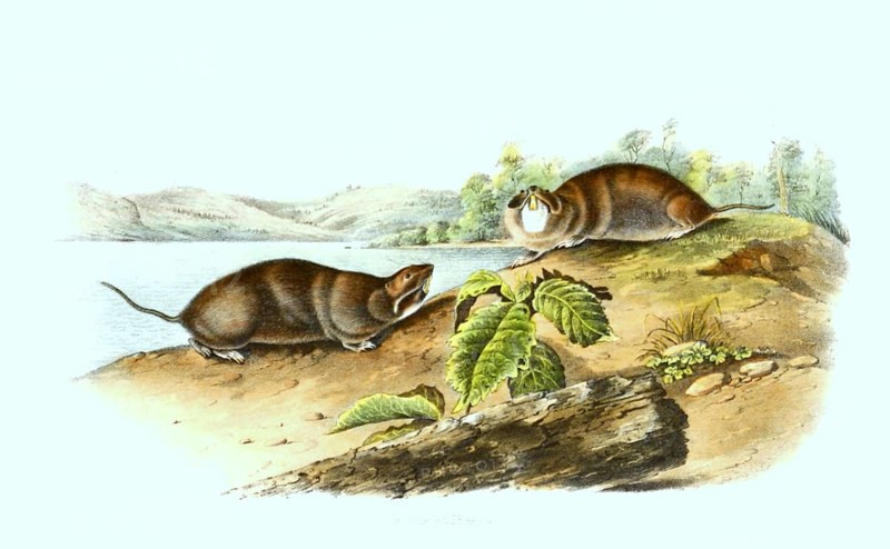 Mole-shaped rat