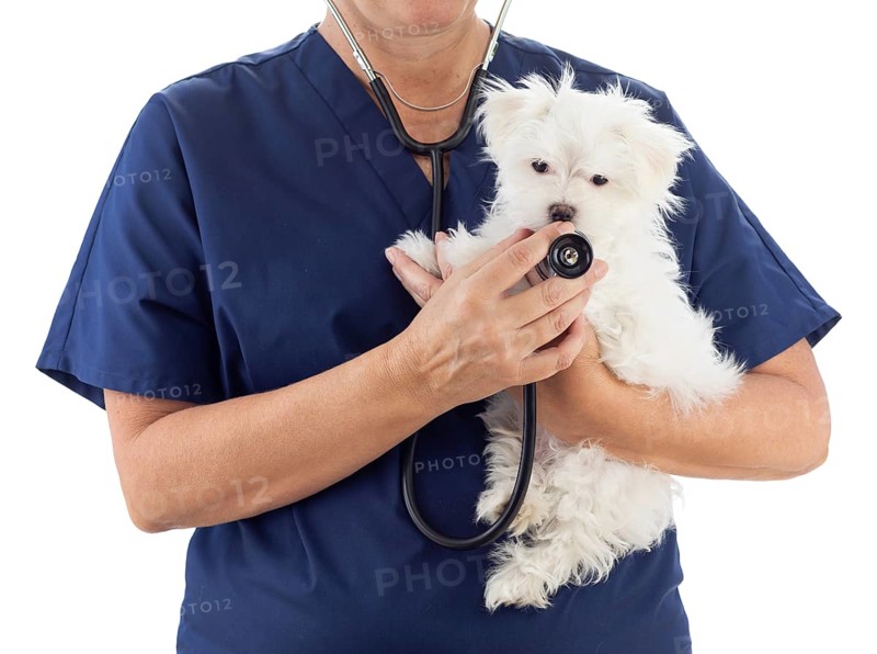 Female veterinarian with stethoscope holding young maltese puppy isolated on white