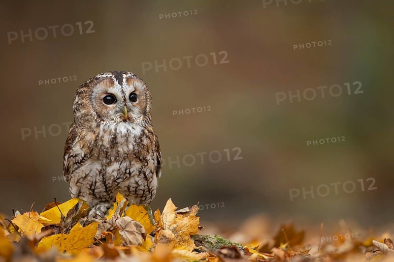 Tawny owl