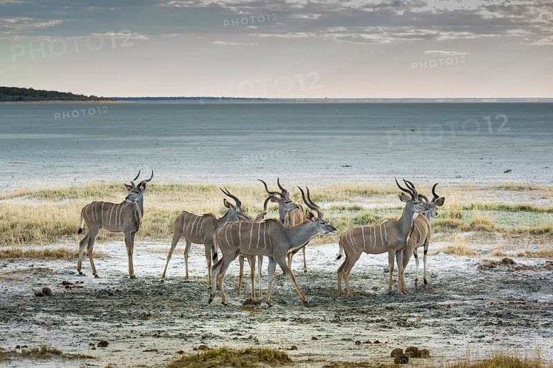 Greater kudu
