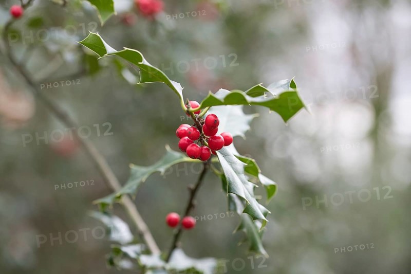 Holly