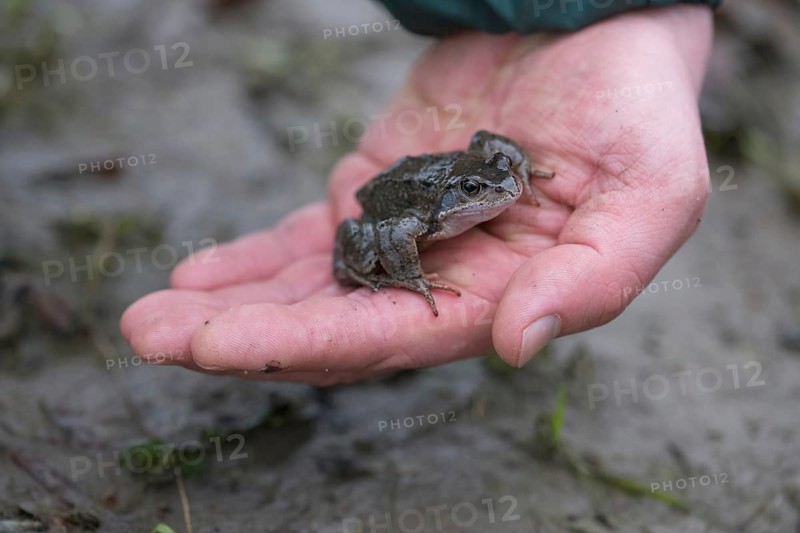 Grasfrosch