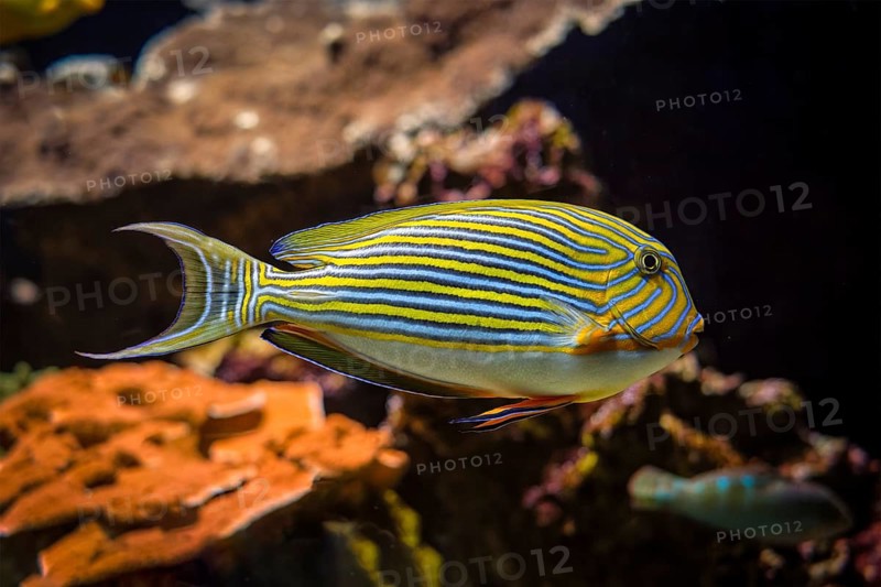 Lined surgeonfish
