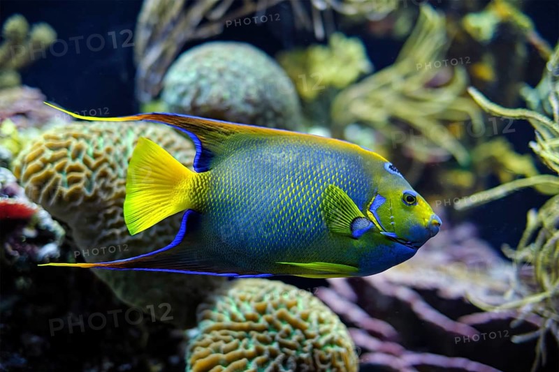 Queen angelfish