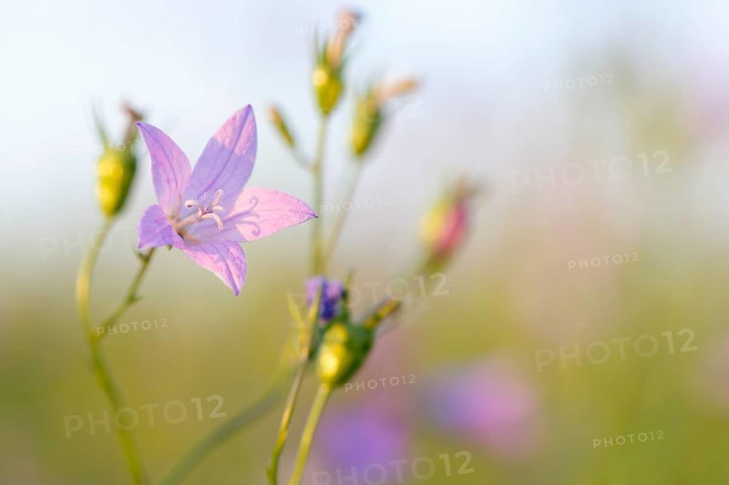 Blur experiment on a flowering meadow in summer