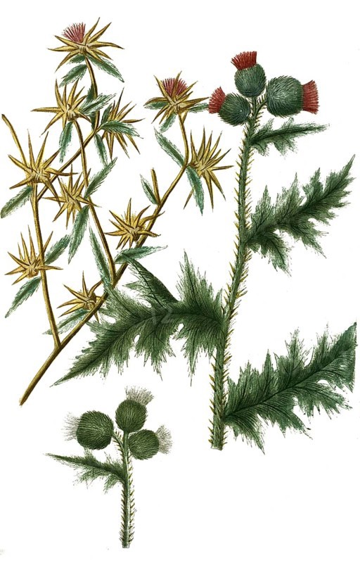 Carduus stellatus