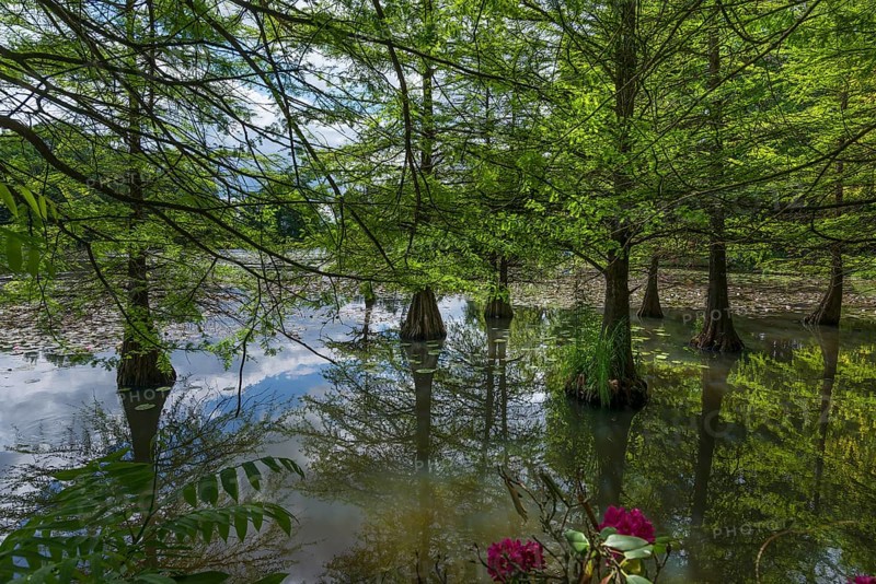 Bald cypress
