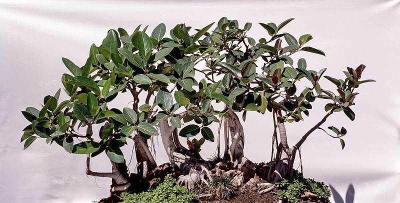 Bonsai