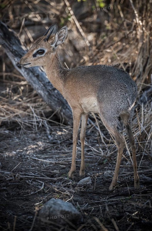 Kirk dikdik or kirk's dik-dik