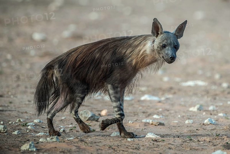 Brown hyena