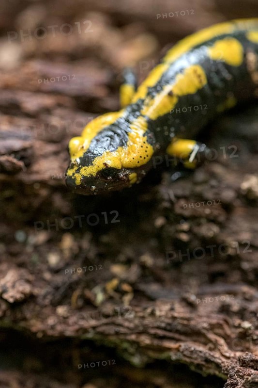Feuersalamander