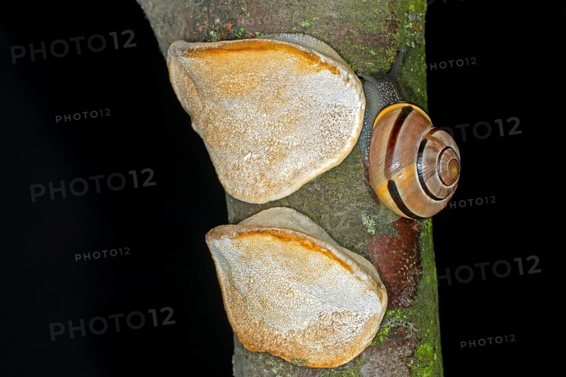 Hain-Baenderschnecke