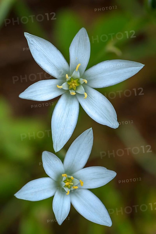 Flowers of the umbellifer