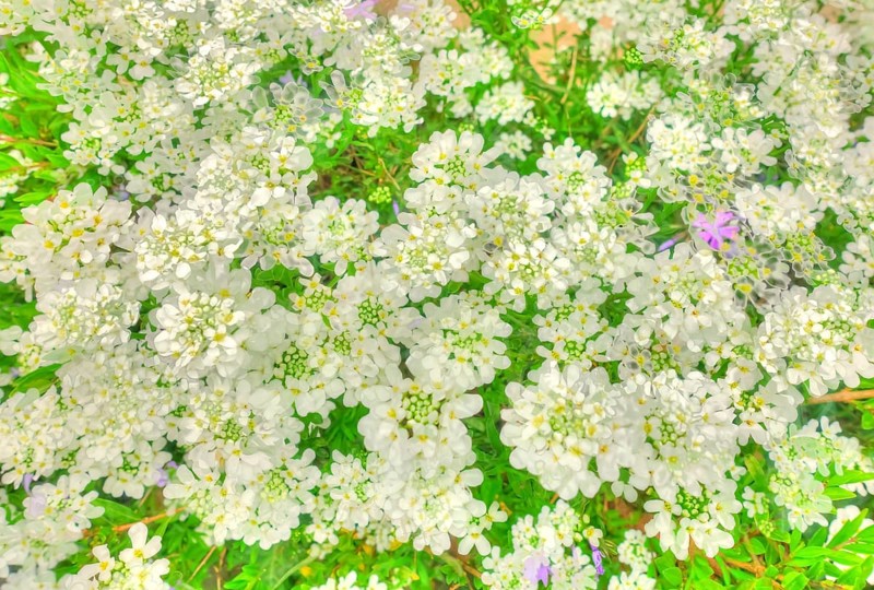 Flowers creative