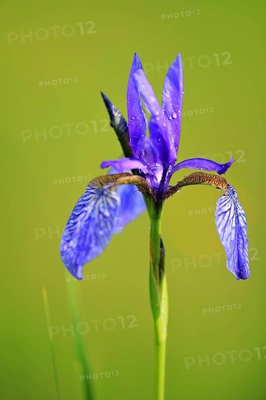 Siberian iris