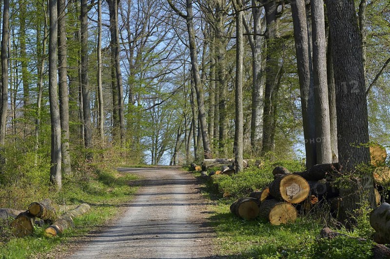 D. BW. Laubwald im Fruehling