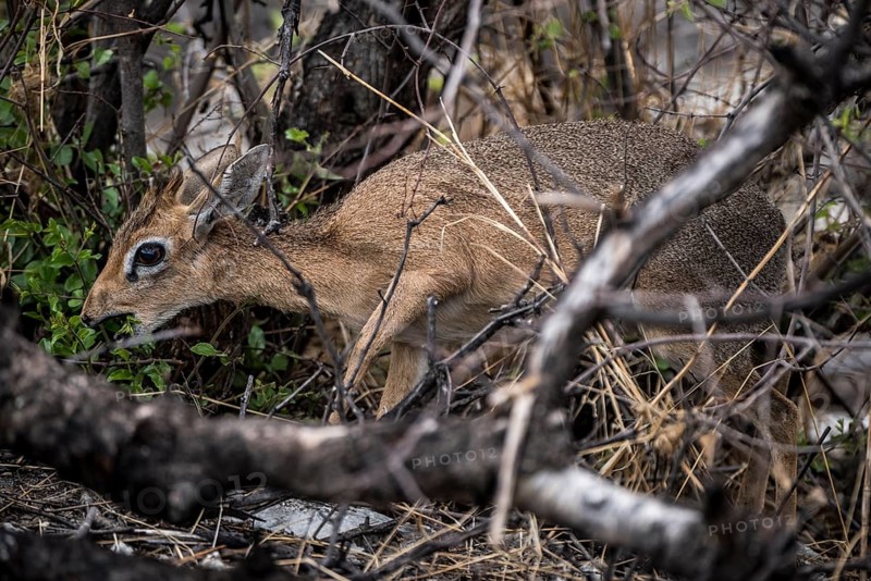 Kirk dikdik or kirk's dik-dik