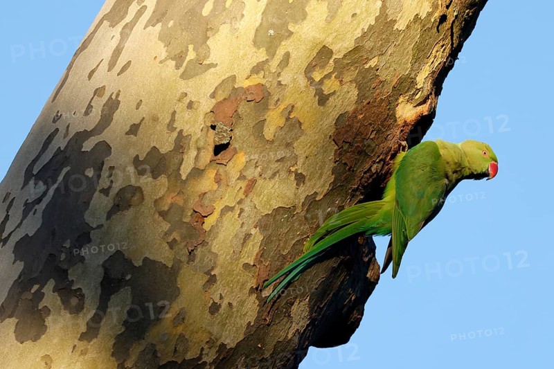 Rose-ringed parakeet