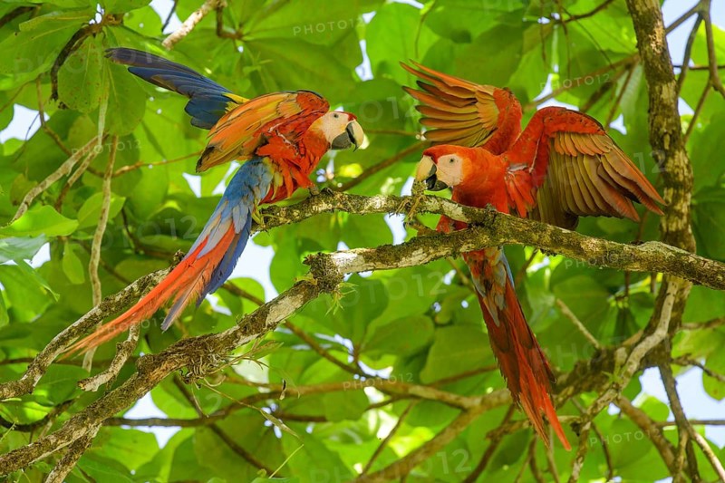 Scarlet macaw