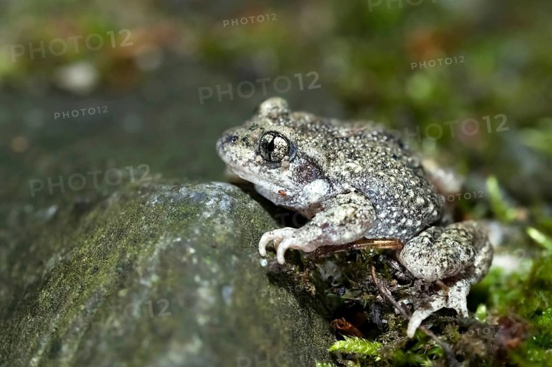 Gemeine Geburtshelferkroete