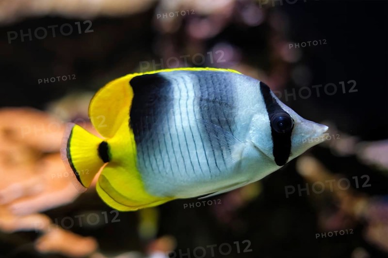 Pacific double-saddle butterflyfish