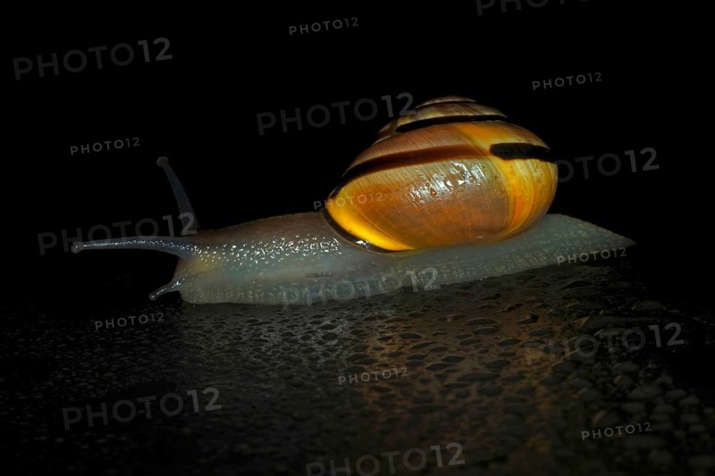 Hain-Baenderschnecke