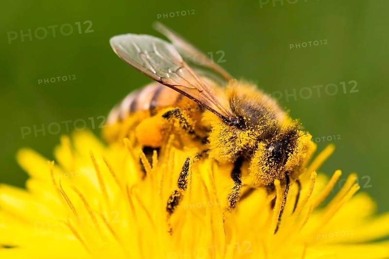 Detail closeup of honeybee