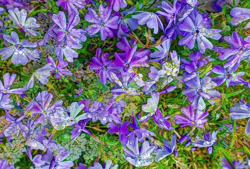 Flowers creative