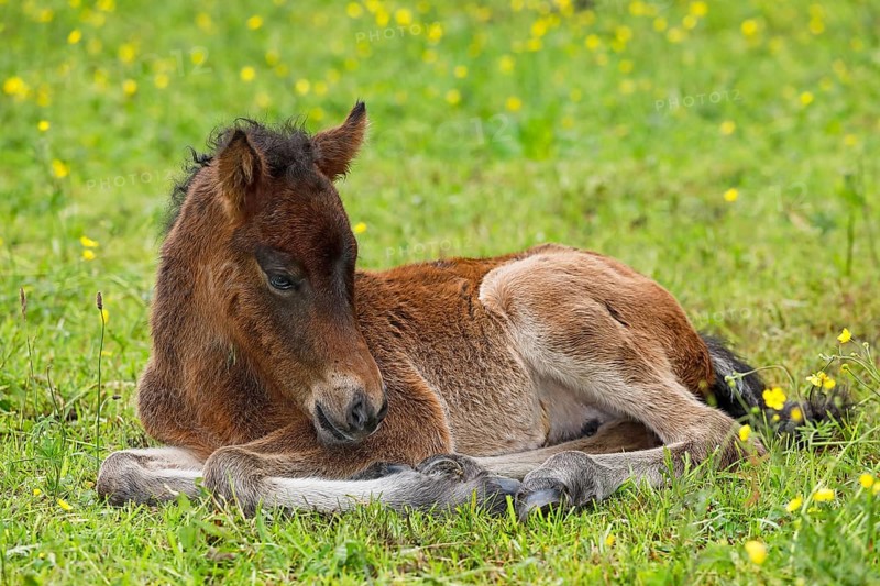 Young Icelandic horse