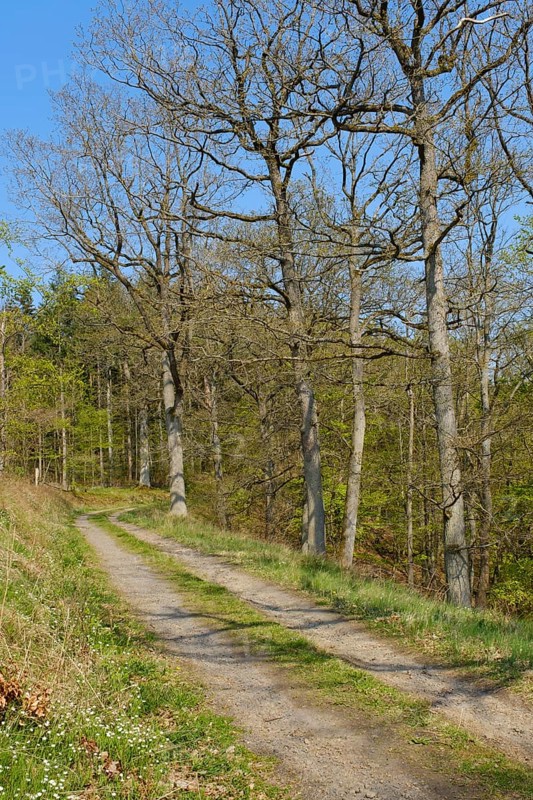 Forest trail