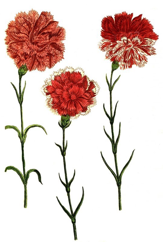 Caryophyllus hortensis