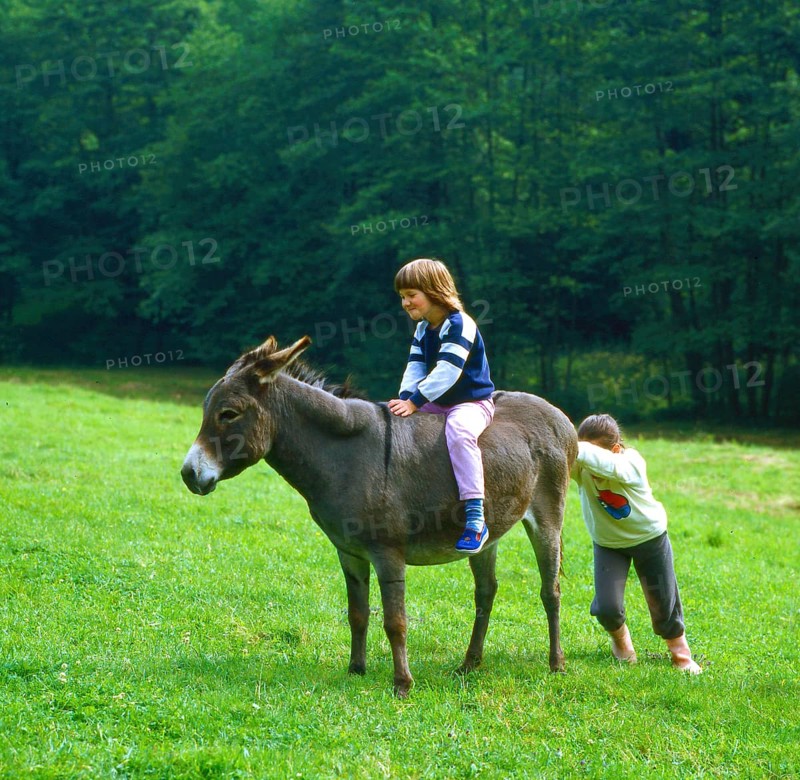 Stubborn donkey and children