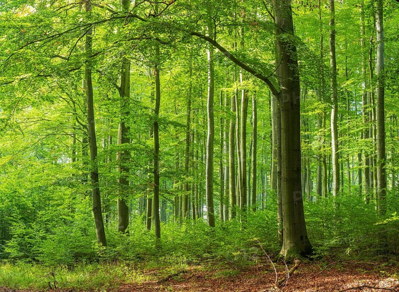 Sonniger naturnaher Buchenwald mit Naturverjuengung