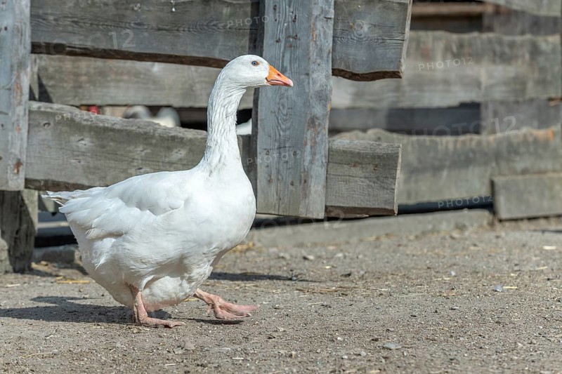 Domestic geese