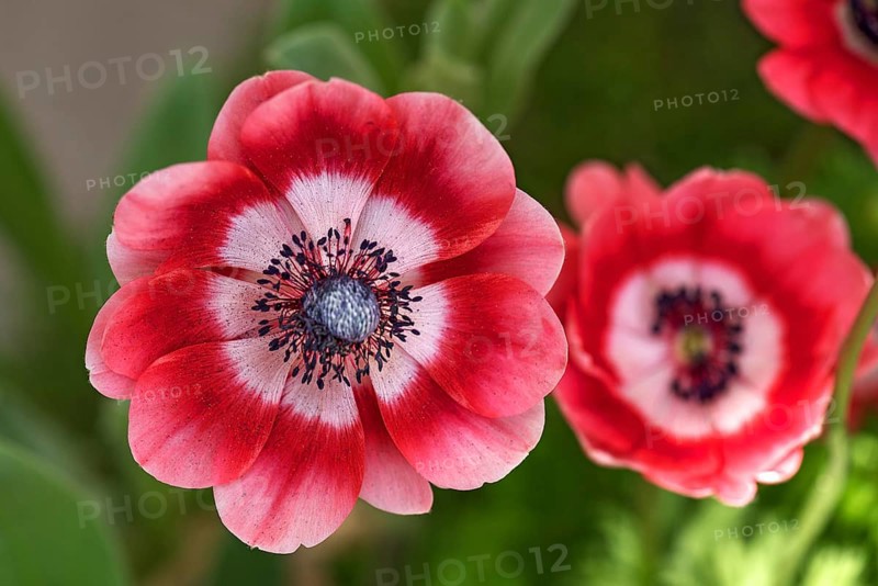 Anemones