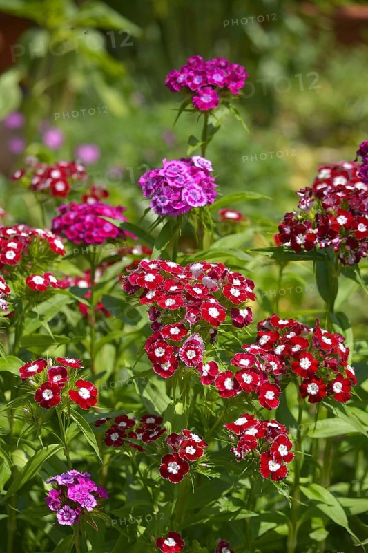 Bearded carnations flowering in the garden
