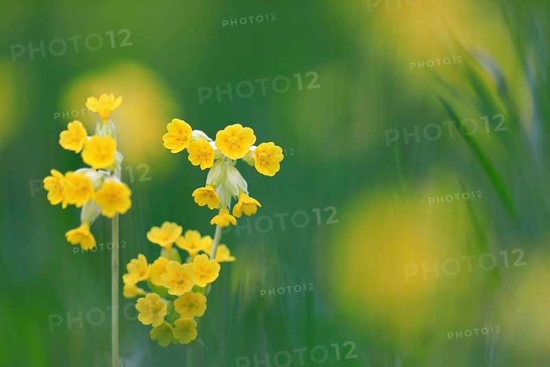 Common cowslip