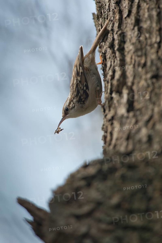 Short-toed treecreeper