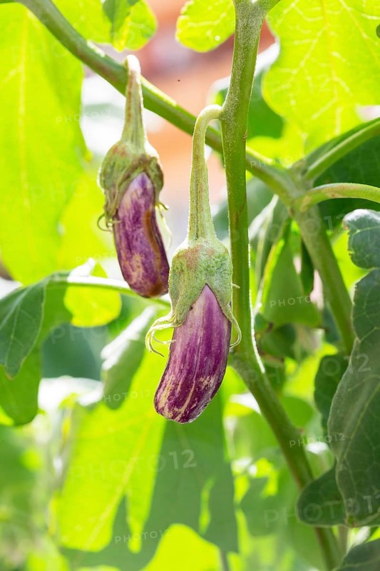 Eggplant