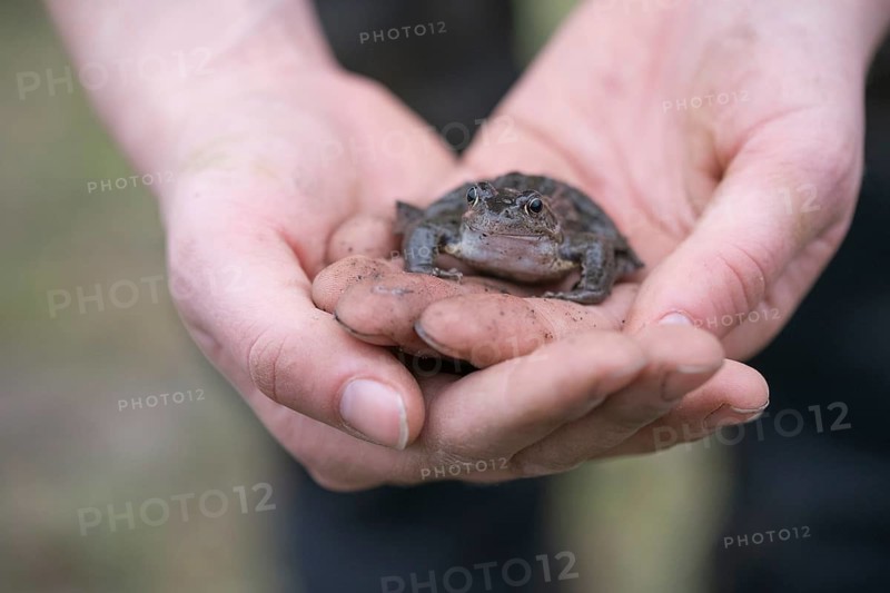 Grasfrosch