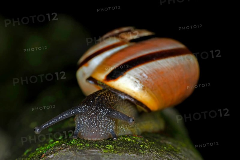 Nahaufnahme einer Hain-Baenderschnecke