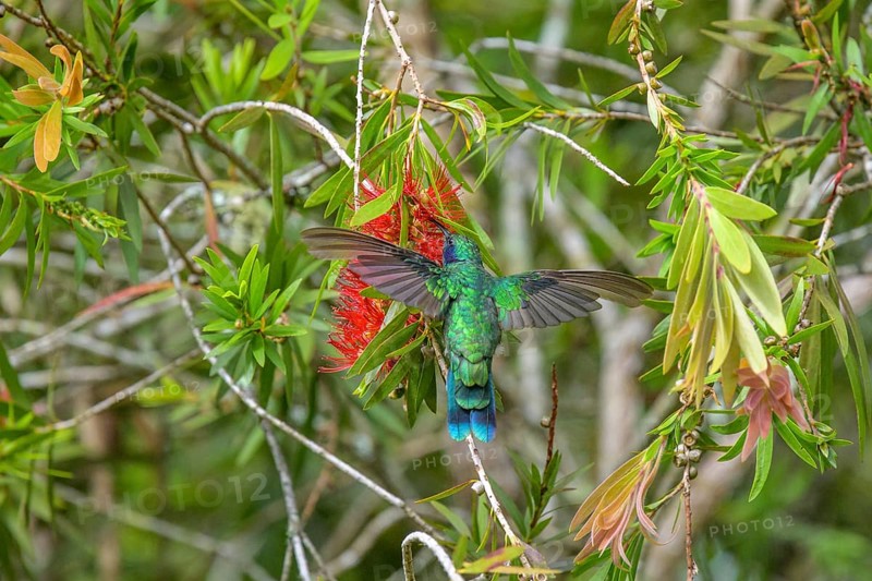 Mexican violetear
