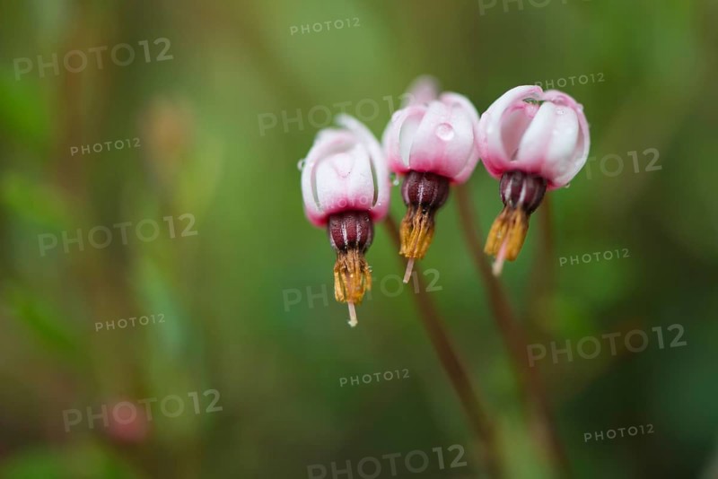 swamp cranberry