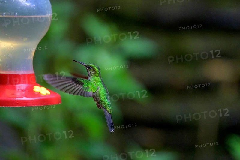 Green-crowned brilliant