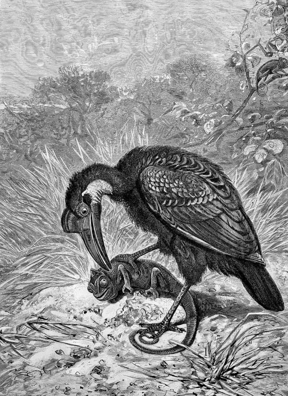 Bird